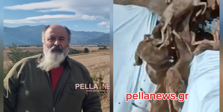 Αποκαλυπτικό βίντεο από το pellanews.gr: Ταφή προβάτων με «ευλογία» προκαλεί αγανάκτηση στο Δαμιανό