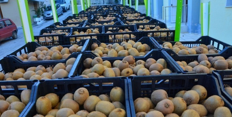 Αυστηροί έλεγχοι της Περιφερειακής Ενότητας Πέλλας στη διακίνηση των ακτινιδίων