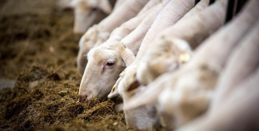 Ο πόλεμος για το εμβόλιο της ευλογιάς στα πρόβατα, η πρόχειρη επιδημιολογική επιτήρηση και οι νεφελώδεις απαντήσεις της ΕΕ