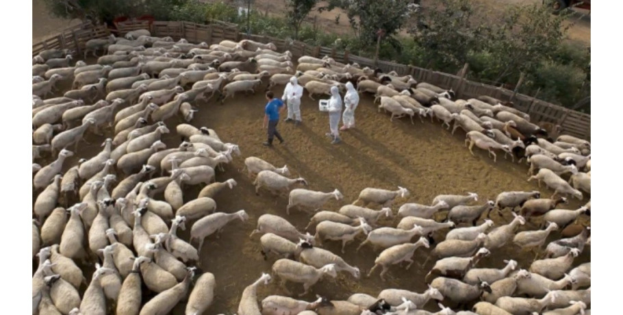 Κτηνοτροφία ώρα μηδέν: Θανατώθηκαν πάνω απο 3000 πρόβατα