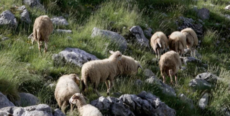 Ευλογιά προβάτων: Κρούσματα σε 250 μονάδες στην Κεντρική Μακεδονία - Θανατώθηκαν 57.000 ζώα