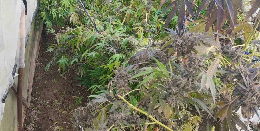 Συλλήψεις για ναρκωτικά στην Πέλλα – Κατασχέθηκαν πάνω από 1,3 κιλά κάνναβης