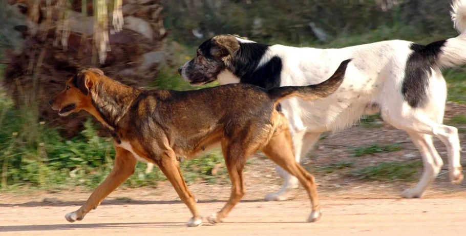 Aγέλη αδέσποτων σκυλιών επιτέθηκε σε 14χρονη στη Θεσσαλονίκη