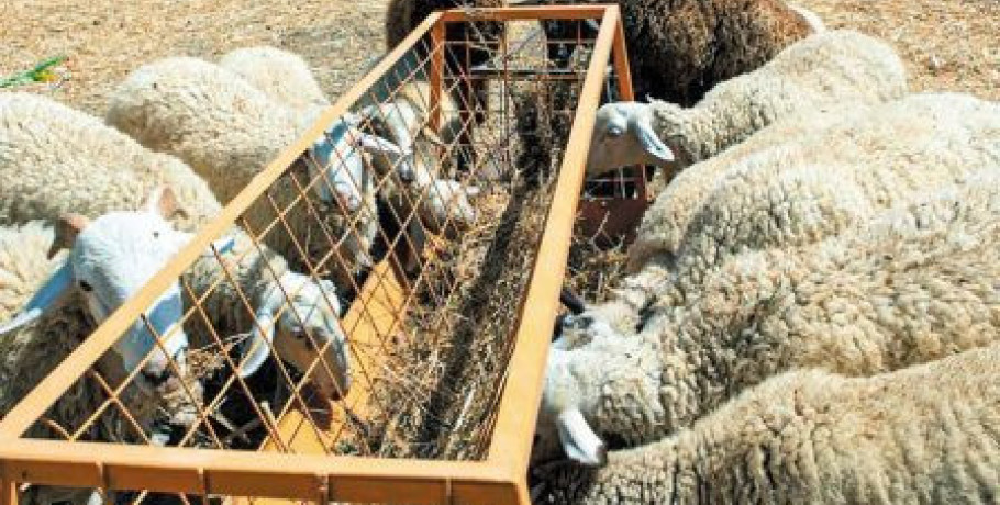 Π.Ε Πέλλας- Έλεγχος τήρησης των μέτρων βιοασφάλειας στη διακίνηση των ζωοτροφών για τον περιορισμό της εξάπλωσης του ιού της ευλογιάς των προβάτων