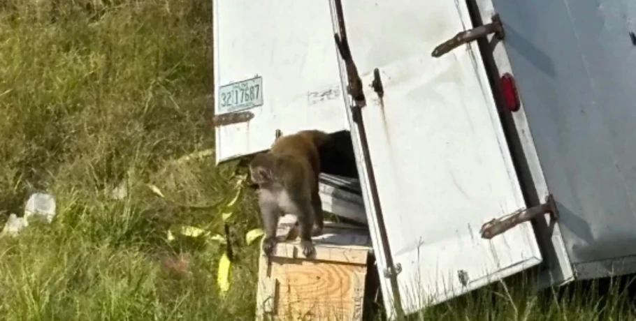 Μαϊμούδες δραπέτευσαν από φορτηγό στο Μισισίπι - Πανικός μετά από λανθασμένη πληροφορία ότι έφεραν μολυσματικές ασθένειες