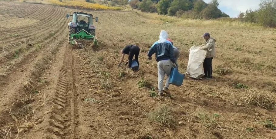 Μεγάλα Λιβάδια Κιλκίς: Παράνομες ελληνοποιήσεις καταγγέλλουν οι παράγωγοι πατάτας