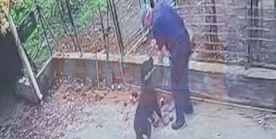 Πώς έγινε η άγρια επίθεση του ροτβάιλερ στον 76χρονο στην Καλαμάτα