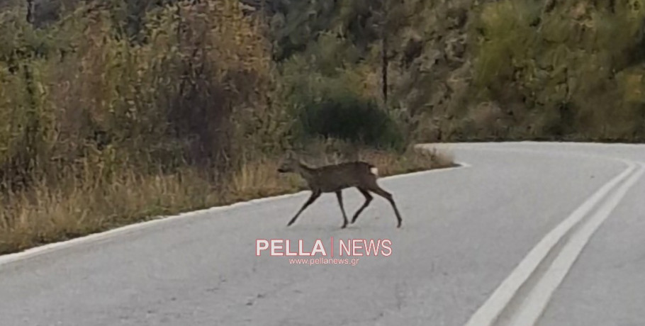 Ζαρκάδια στην Ανατολική Αλμωπία: Το ντροπαλό στολίδι των βουνών