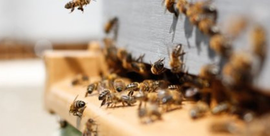 Ενισχύονται με 1,2 εκατ. ευρώ τα Κέντρα Μελισσοκομίας για την νέα μελισσοκομική περίοδο έως 31/8/2026