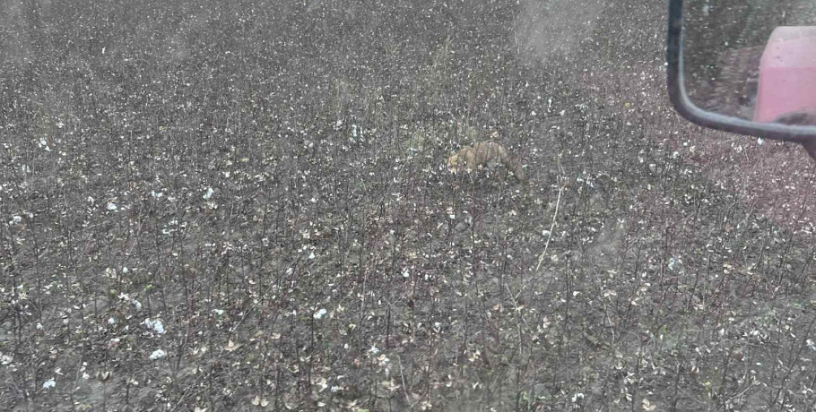 Γιαννιτσά: Τι γυρεύει η...αλεπού στο χωράφι;