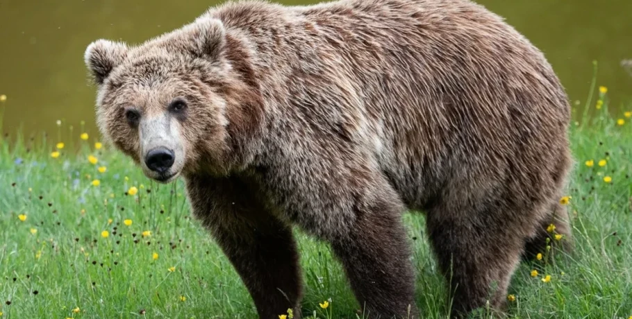 Αρκτούρος: Η άναρχη χωροθέτηση Ανανεώσιμων Πηγών Ενέργειας απειλεί την αρκούδα και τη βιοποικιλότητα στην Ελλάδα