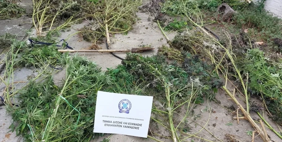 Πέλλα: 51χρονος καλλιεργούσε κάνναβη κοντά σε κοίτη ποταμού – Βρέθηκαν 20 δενδρύλλια