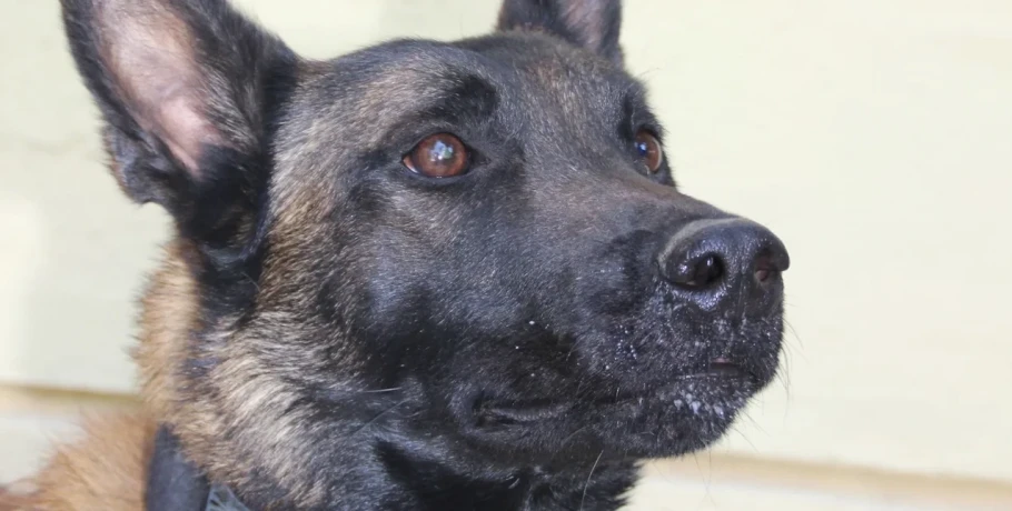 Δηλητηρίασαν τον Echo, τον πιο γνωστό τον σκύλο ανίχνευσης -Η ιατροδικαστική έκθεση κάνει λόγο για τοξικότητα