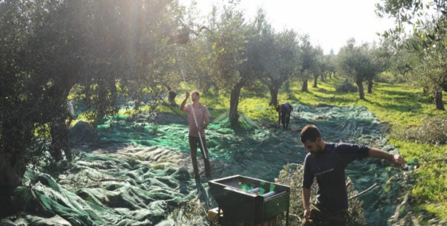 Κλιματική κρίση: SOS για κρασί, λάδι και πατάτες - Στροφή σε όσπρια, βρώμη, χουρμάδες