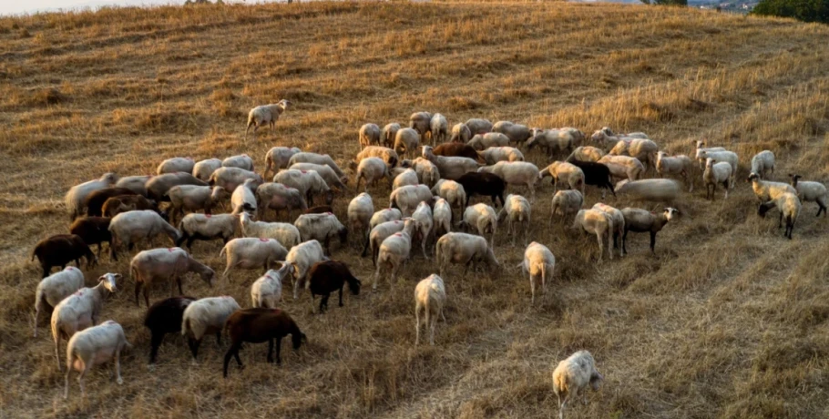 Περισσότερα από 20.000 ζώα θανατώθηκαν λόγω της ευλογιάς στις Σέρρες
