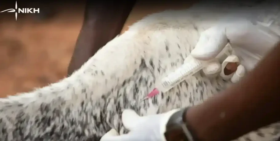 Νίκη/Ευλογιά αιγοπροβάτων: "Εθνικό σκάνδαλο-Η κυβέρνηση θυσιάζει εσκεμμένα τους κτηνοτρόφους"