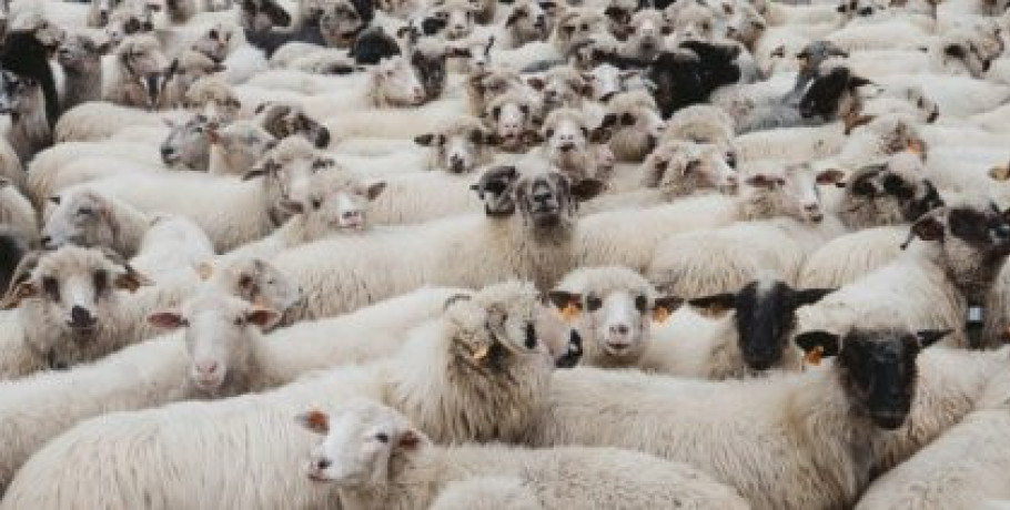 Εκτεταμένη καταστρατήγηση μέτρων προστασίας για την ευλογιά διαπιστώνει η Εθνική Επιτροπή