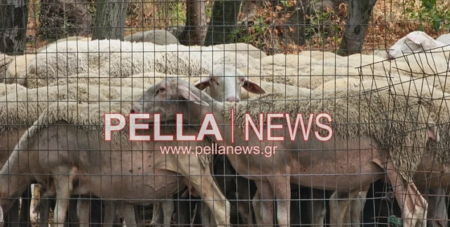 Eκτακτη ενίσχυση σε κτηνοτρόφους για την ευλογιά