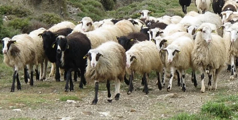 Στη φυλακή πατέρας και γιοι που έκλεψαν τουλάχιστον 850 πρόβατα στο Λασίθι