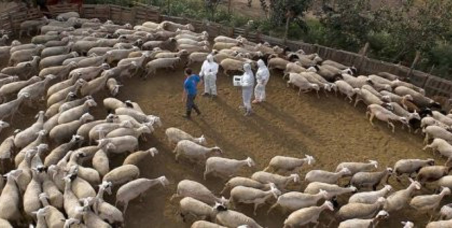 Πληρωμές με διαδικασίες «ανωτέρας βίας» για τις ζωονόσους ζητούν οι κτηνοτροφικές οργανώσεις