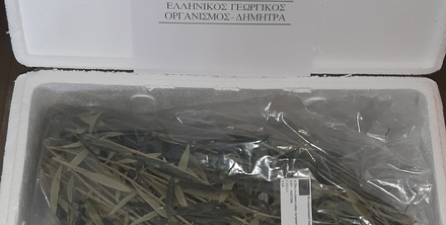 ΕΛΓΟ ΔΗΜΗΤΡΑ: Νέο κεφάλαιο στην παραγωγή πολλαπλασιαστικού υλικού οπωροφόρων δένδρων στην Ελλάδα