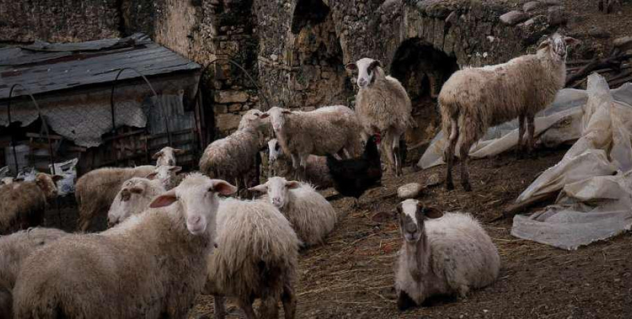 Τέλος στις κομπίνες των επιδοτήσεων με τσιπάκια στα αιγοπρόβατα - Το σχέδιο που κατέθεσε η κυβέρνηση στην ΕΕ
