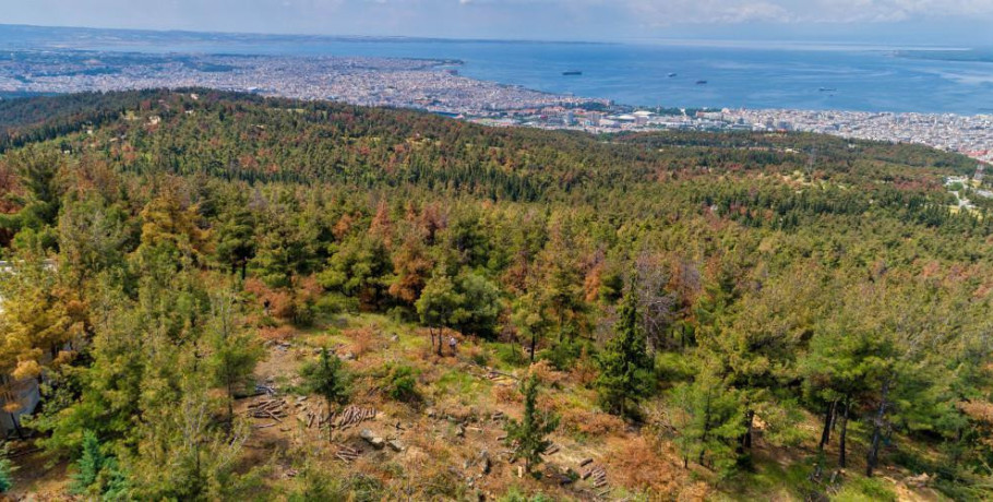 Θεσσαλονίκη: Πολίτης εντόπισε βλήμα σε δασική περιοχή στο Σέιχ Σου