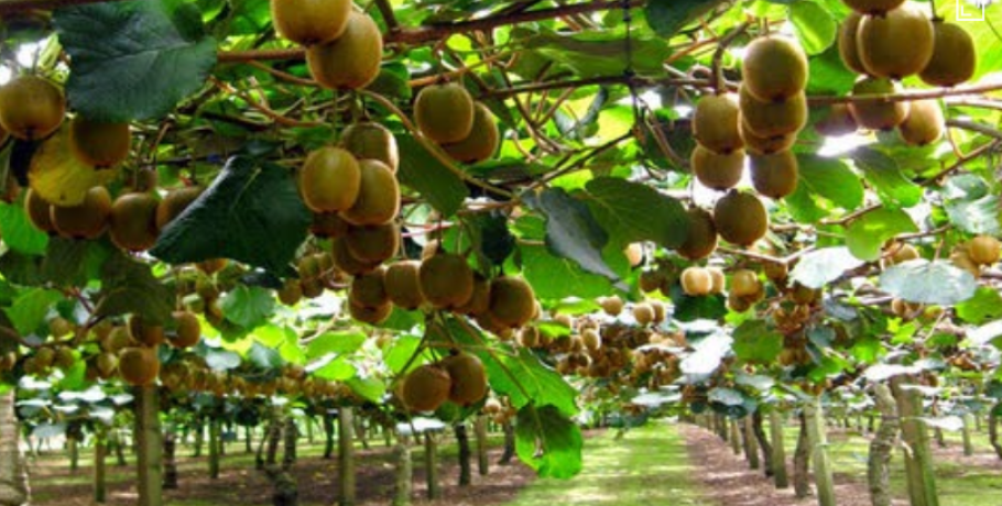 "Και οι αγρότες στην Καλή Πέλλας, αφού ήδη τους έκλεψαν 30 τόνους ακτινιδίων, κάνουν περιπολίες"