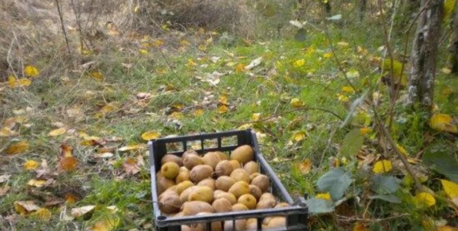 Καλή Πέλλας: Τι ρώτησε ο Βελόπουλος και τι απάντησε το Υπουργείο για τις κλοπές ακτινιδίων