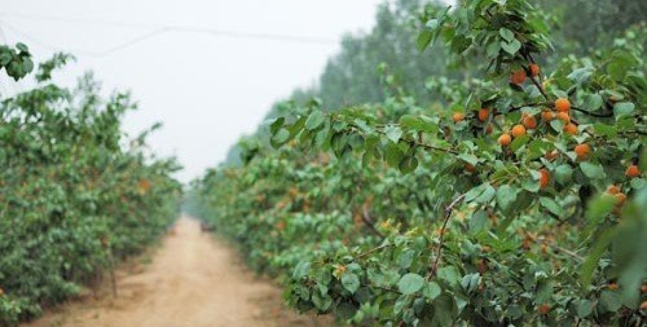 Πωλούνται αγροτεμάχια στα Σεβαστειανά