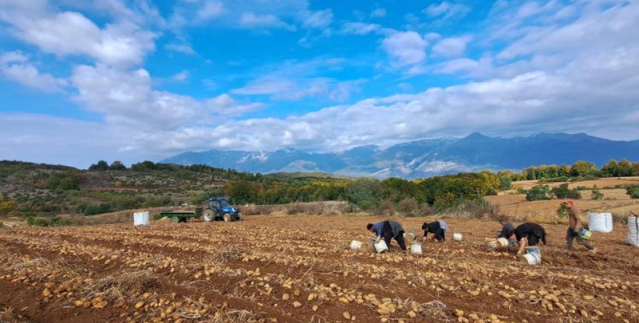 Παράνομες ελληνοποιήσεις πατάτας καταγγέλλουν οι αγρότες του Αρχαγγέλου Αλμωπίας – Στο στόχαστρο η ορεινή πατάτα