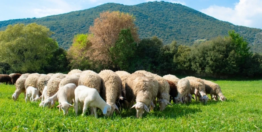 Κτηνοτρόφοι: Πώς θα μοιραστούν τα €56 εκατ. της έκτακτης ενίσχυσης – Δικαιούχοι και χρονοδιάγραμμα