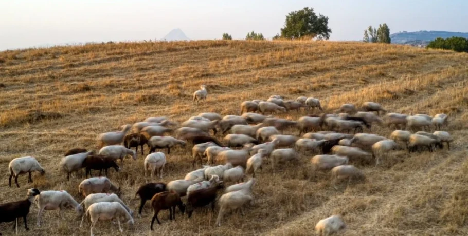 Ευλογιά των αιγοπροβάτων: Πάνω από 423.000 θανατώσεις ζώων σε 3 μήνες - Στα 1.700 τα κρούσματα