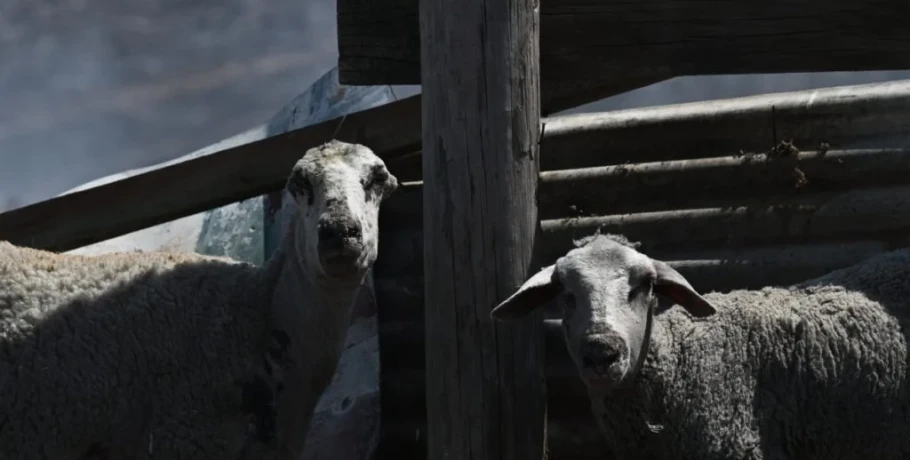 Πληρωμή ενισχύσεων 48 εκατ. ευρώ σε κτηνοτρόφους για ευλογιά