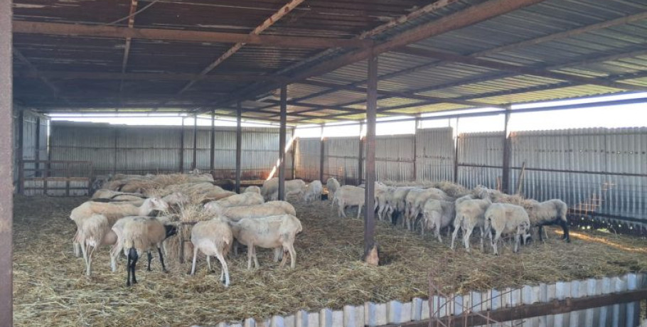 Επικαιροποιημένα συγκεντρωτικά στοιχεία για την πορεία της ευλογιάς στη χώρα (εβδομάδα αναφοράς 24-30 Νοεμβρίου)