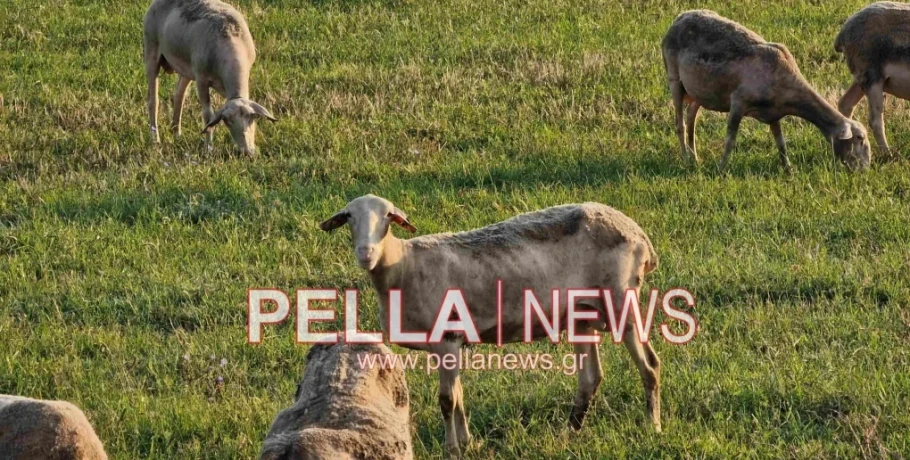 Κώστα Τσιάρας:Οι νέες αποζημιώσεις ύψους 50 εκατομμυρίων ευρώ αποτελούν μια αναγκαία παρέμβαση απέναντι στις συνέπειες που έχει προκαλέσει η ευλογιά των αιγοπροβάτων