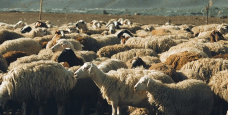 Ξεκινά η εκπαίδευση των κτηνοτρόφων για τη λήψη της συνδεδεμένης ενίσχυσης – Σε λειτουργία η νέα Πλατφόρμα Τηλεκπαίδευσης του ΚΕ.ΚΑ.ΠΙ.Κ. του ΕΛΓΟ - ΔΗΜΗΤΡ