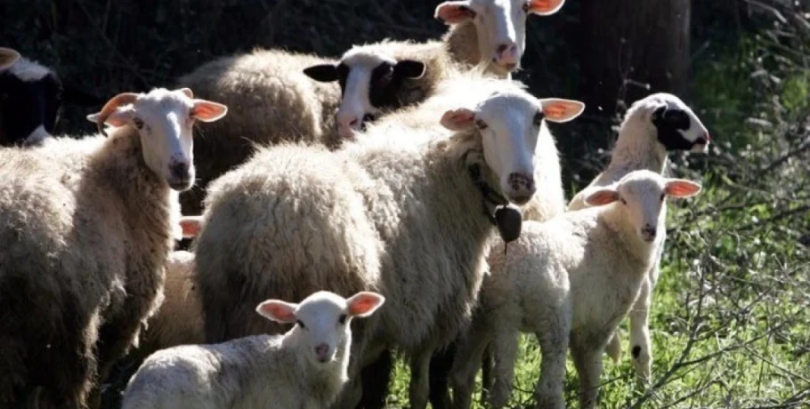 Ευλογιά: Η ώρα της εξειδίκευσης για την έκτακτη στήριξη στους κτηνοτρόφους