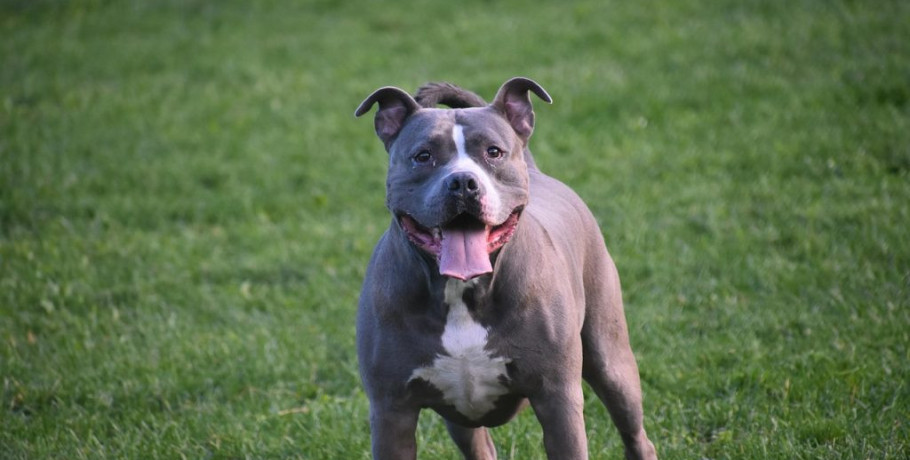 Τραγωδία στη Ζάκυνθο: Νεκρό παιδί δυο ετών από επίθεση σκύλου