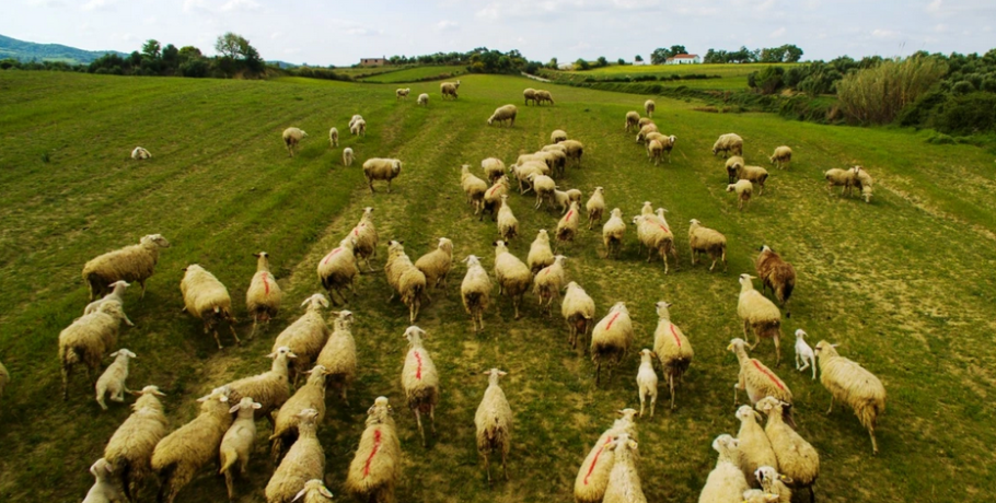 Ευλογιά αιγοπροβάτων: Εννέα εισαγγελίες εφετών σε κατεπείγουσα έρευνα