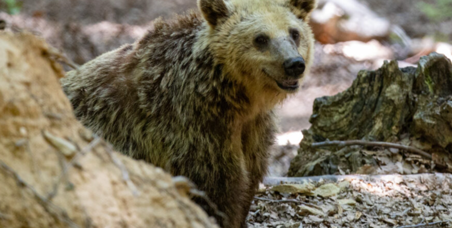 Αποτροπιασμός από τον αποκεφαλισμό αρκούδας στη Δράμα