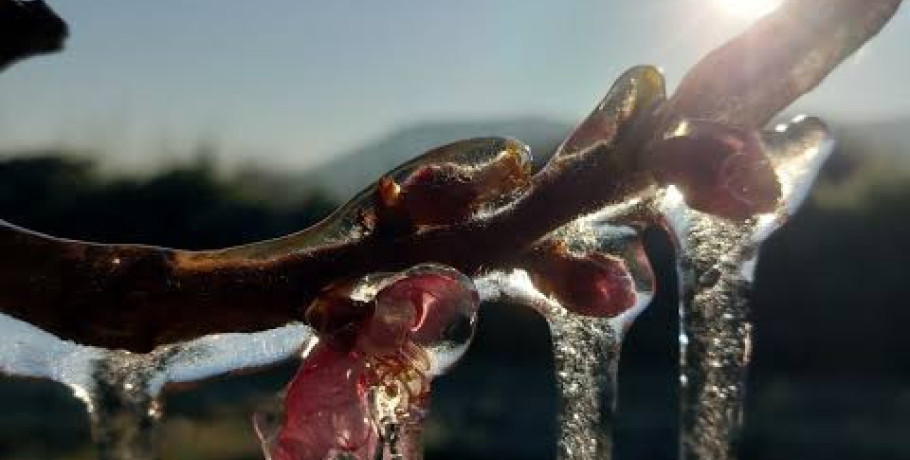 Προκαταβολές ΕΛΓΑ για τον παγετό του 2025: «Ψίχουλα» λένε οι αγρότες – Χωρίς πορίσματα και χωρίς προοπτική για τη νέα σεζόν