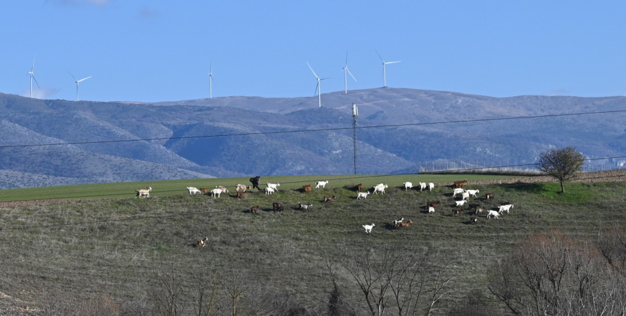 Αναστολή μέτρων αναγκαστικής εκτέλεσης για κτηνοτρόφους που πλήττονται από την ευλογιά των αιγοπροβάτων