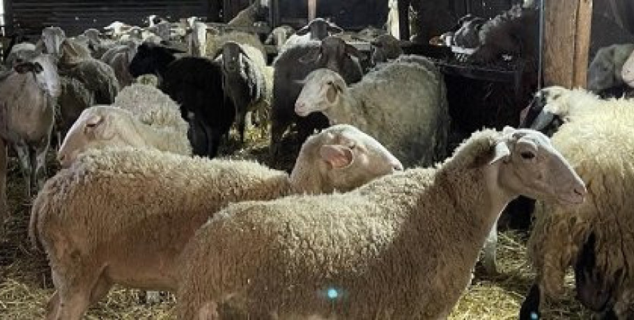 Αμάλθεια -Οι σπάνιες αυτόχθονες φυλές προβάτων και η τεκμηρίωσή τους