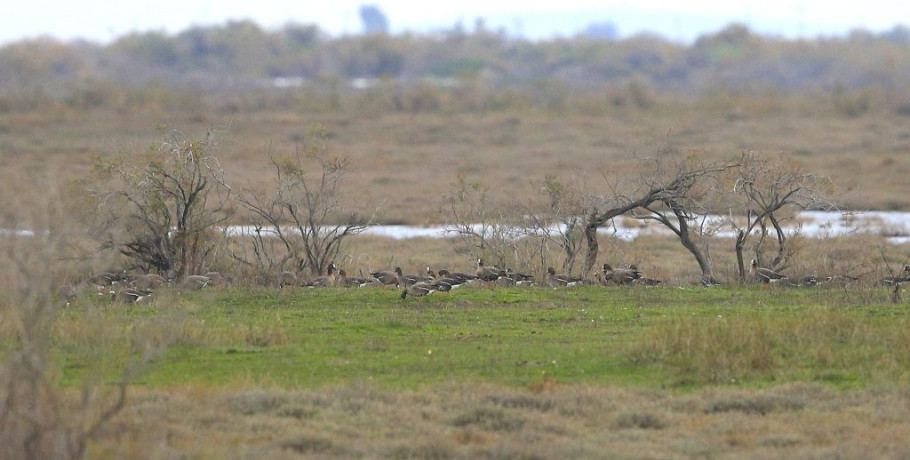 Στα ασφαλή νερά του Έβρου οι τελευταίες νανόχηνες της Ευρώπης