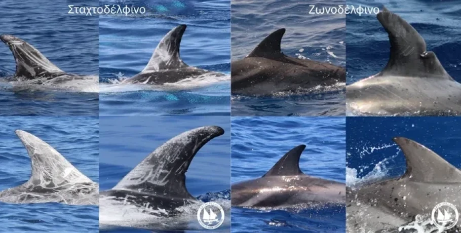 Ινστιτούτο Θαλάσσιας Προστασίας “Αρχιπέλαγος”-Κάθε Θαλάσσιο Θηλαστικό έχει την Δική του “Ταυτότητα”