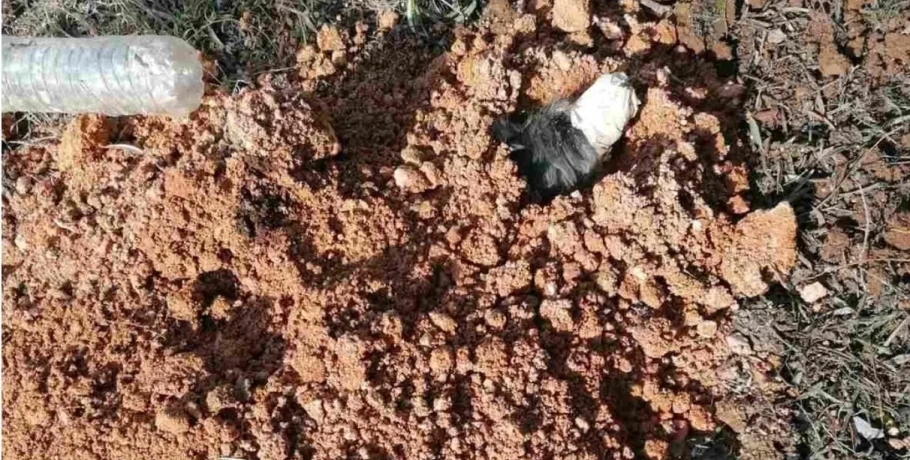 Θεσσαλονίκη: “Είναι να αναρωτιέσαι ποιος έχει 2 και ποιος 4 πόδια”, λέει η ΕΛΑΣ για τον 90χρονο που έθαψε ζωντανό σκύλο