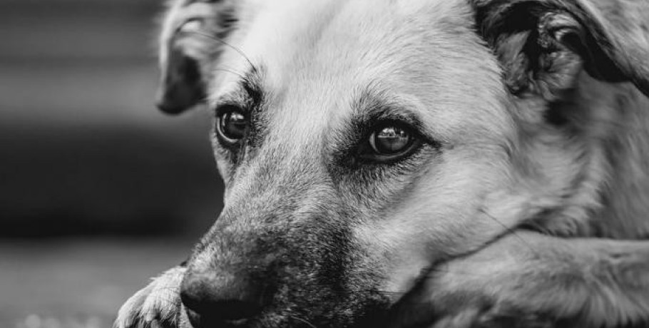 Θεσσαλονίκη: 90χρονος έθαψε ζωντανό ηλικιωμένο σκύλο - Του έριξαν πρόστιμο 30.000 ευρώ