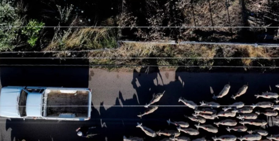 Τραγωδία στη Βροντού Πιερίας – 52χρονος κτηνοτρόφος έθεσε τέλος στη ζωή του μετά την απώλεια του κοπαδιού του