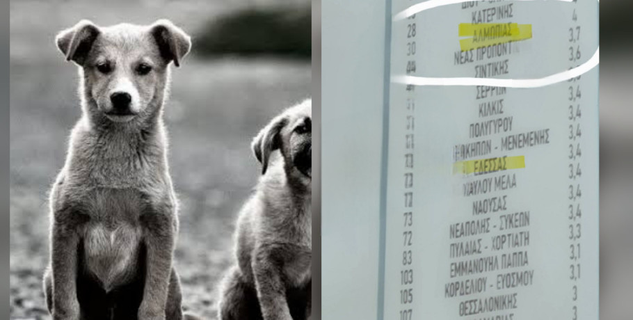 Οι Δήμοι της Πέλλας στην αξιολόγηση των πολιτών για τα αδέσποτα – Ξεχωρίζουν Πέλλα και Αλμωπία, χαμηλά η Σκύδρα